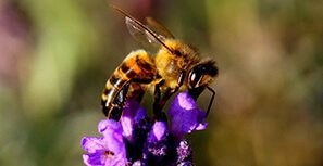 מהי הדברת דבורים?