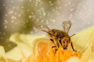 מדביר דבורים מוסמך