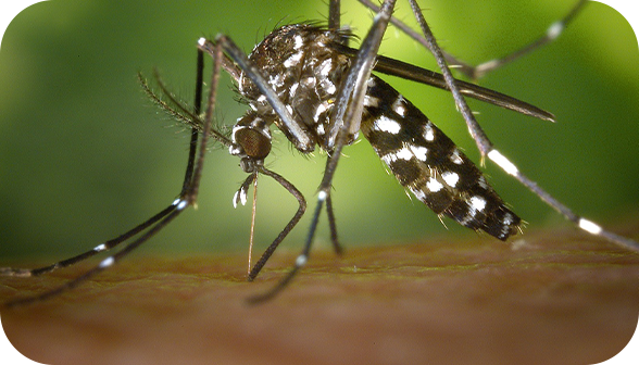 הדברת יתוש הנמר האסייתי