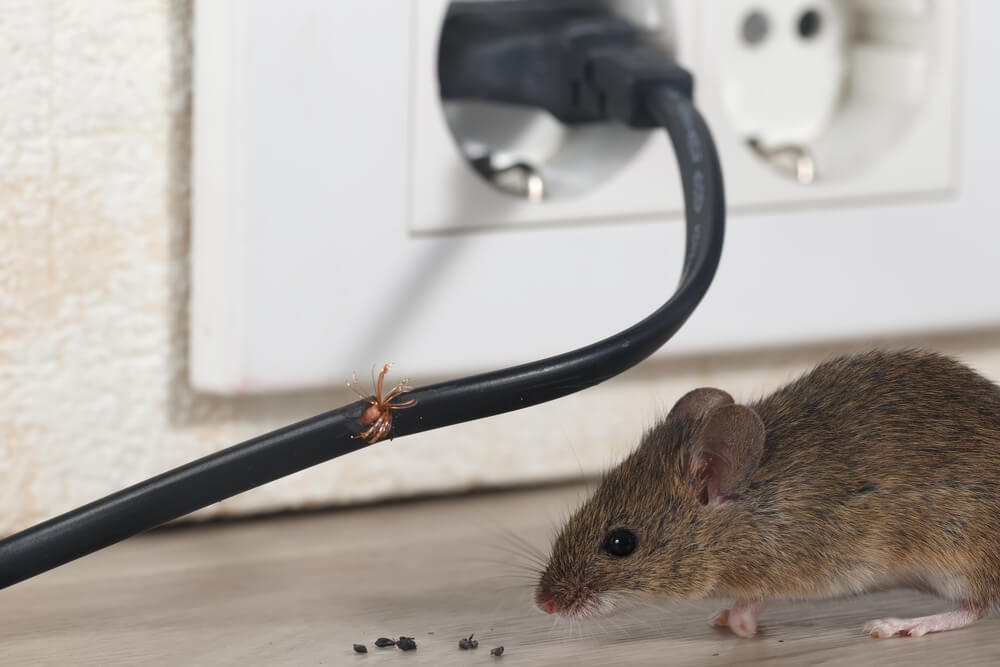 בעיית עכברים בבית