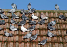 pigeons_on_roof